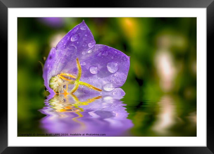 Campanula purple flower in water Framed Mounted Print by Simon Bratt LRPS