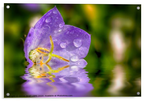 Campanula purple flower in water Acrylic by Simon Bratt LRPS