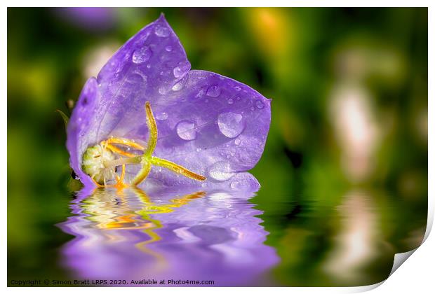 Campanula purple flower in water Print by Simon Bratt LRPS