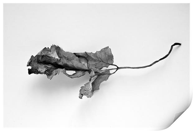 Leaf Print by Andy Trundle