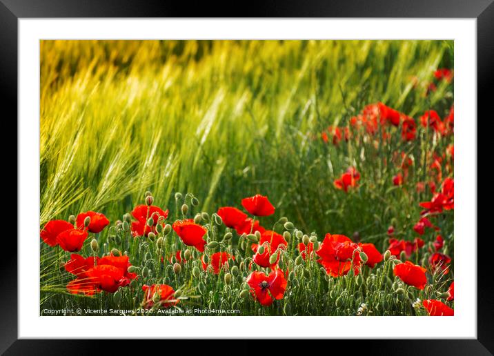Poppies and spikes Framed Mounted Print by Vicente Sargues