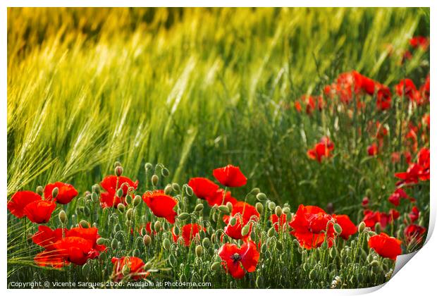 Poppies and spikes Print by Vicente Sargues