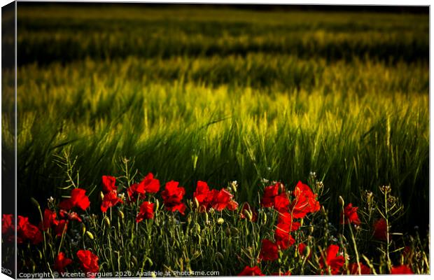 Cereal field and poppies Canvas Print by Vicente Sargues