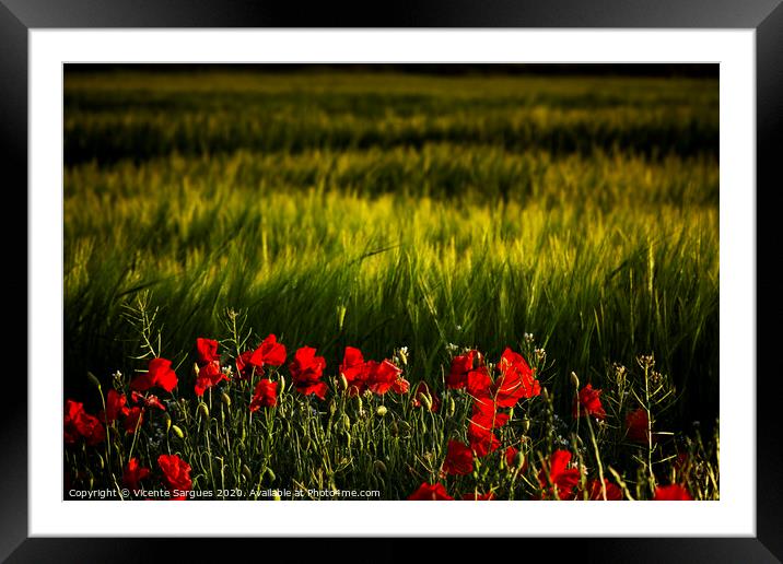 Cereal field and poppies Framed Mounted Print by Vicente Sargues