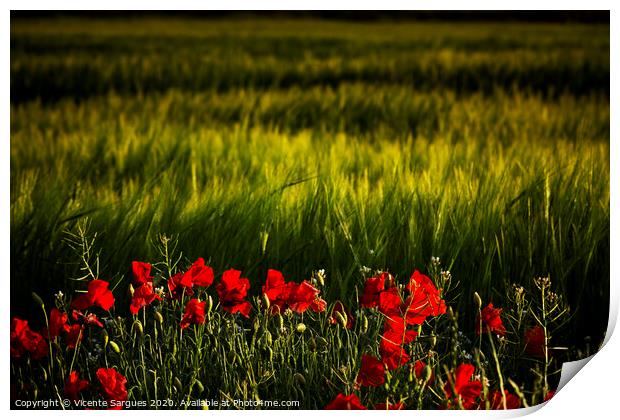 Cereal field and poppies Print by Vicente Sargues