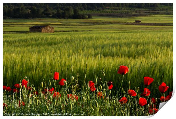 Poppies and fields with shepherd house Print by Vicente Sargues