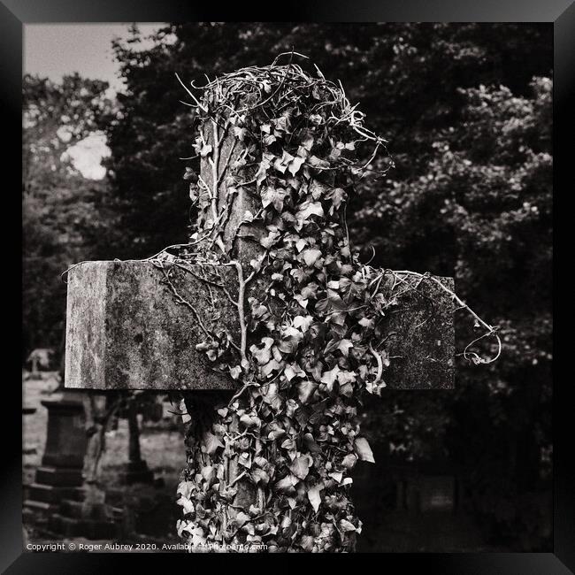 Ivy growing on a cross Framed Print by Roger Aubrey