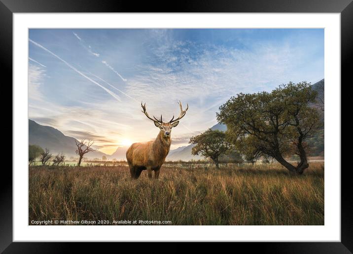 Powerful red deer stag in countryside landscape scene looking out into distance contemplation concept image Framed Mounted Print by Matthew Gibson