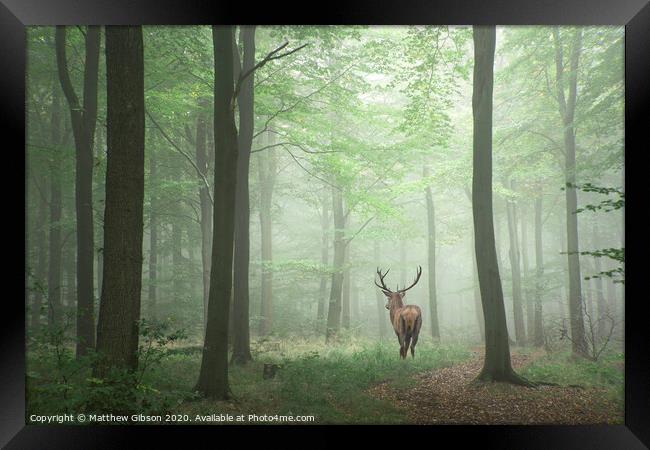 Beautiful image of red deer stag in foggy Autumn colorful forest landscape image Framed Print by Matthew Gibson