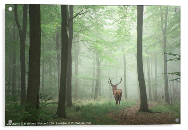 Beautiful image of red deer stag in foggy Autumn colorful forest landscape image Acrylic by Matthew Gibson