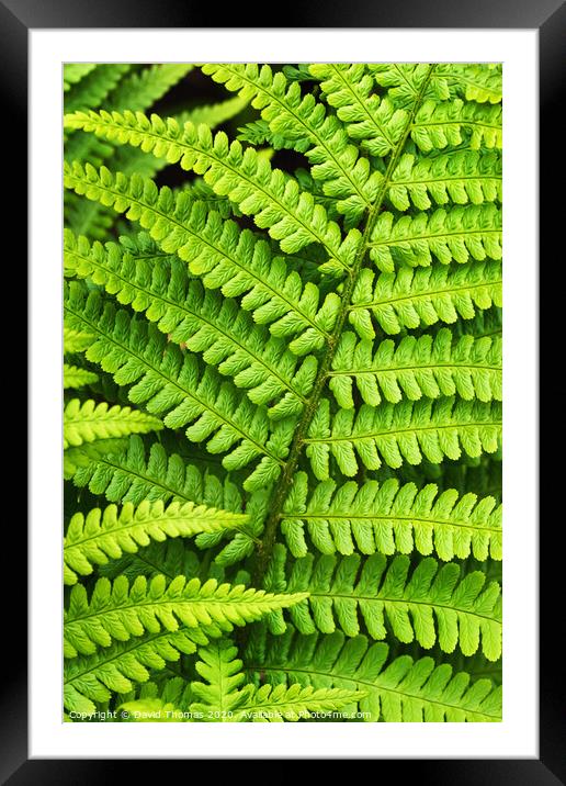 Lush Green Fern foliage Framed Mounted Print by David Thomas