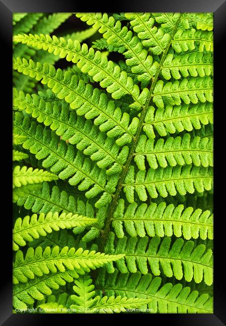 Lush Green Fern foliage Framed Print by David Thomas