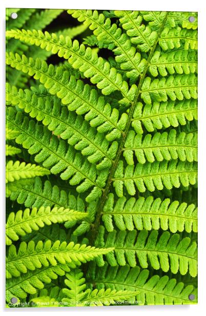 Lush Green Fern foliage Acrylic by David Thomas