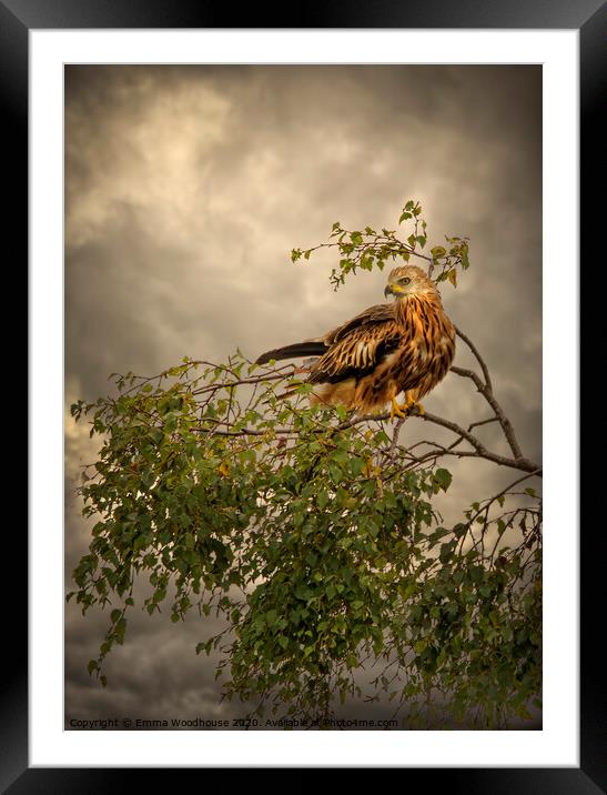 Red Kite  Framed Mounted Print by Emma Woodhouse