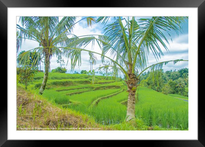 Terraced rice fields Framed Mounted Print by Madhurima Ranu