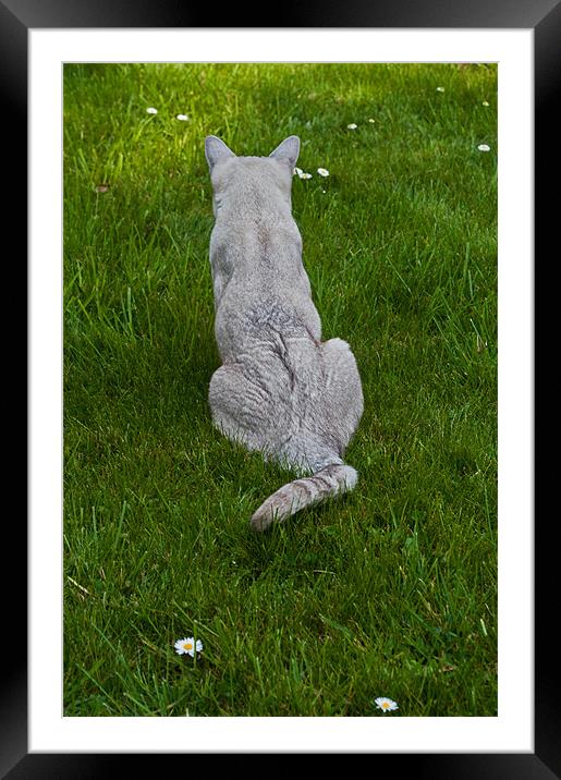Stalking Daisies Framed Mounted Print by Karen Martin