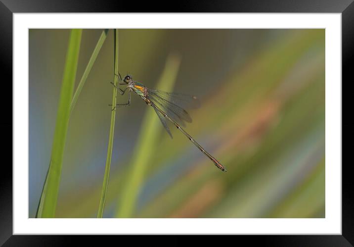 Willow Emerald Damselfly  Framed Mounted Print by Kelly Bailey