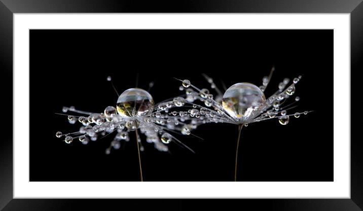 Dandelion Droplets Framed Mounted Print by Kelly Bailey