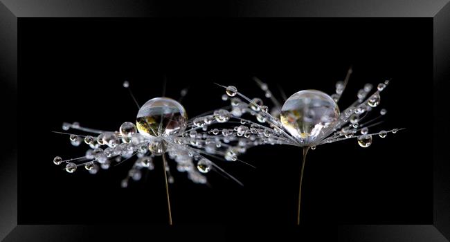 Dandelion Droplets Framed Print by Kelly Bailey