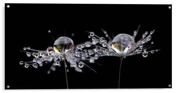 Dandelion Droplets Acrylic by Kelly Bailey