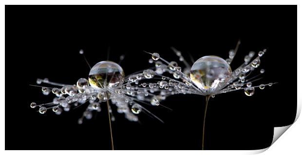 Dandelion Droplets Print by Kelly Bailey