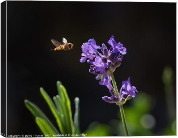 Enchanting Hover Fly in Action Canvas Print by David Thomas