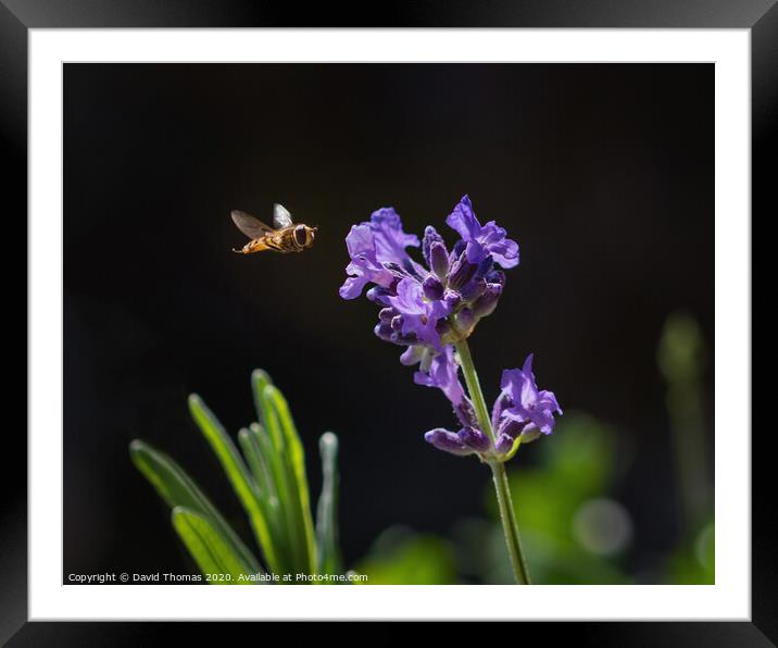 Enchanting Hover Fly in Action Framed Mounted Print by David Thomas