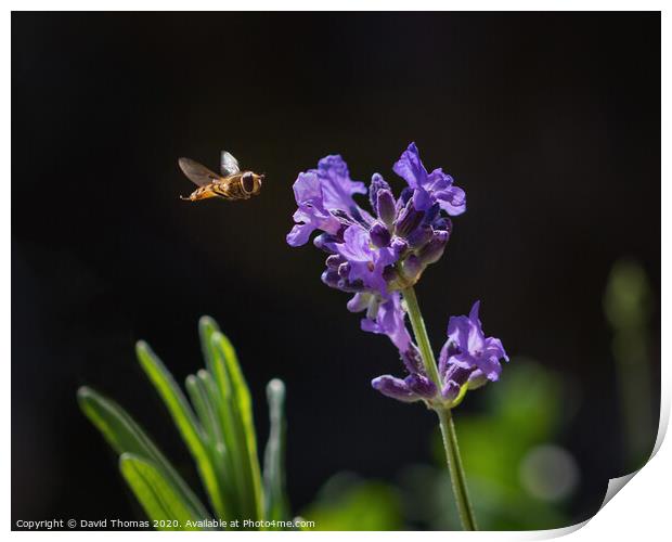 Enchanting Hover Fly in Action Print by David Thomas