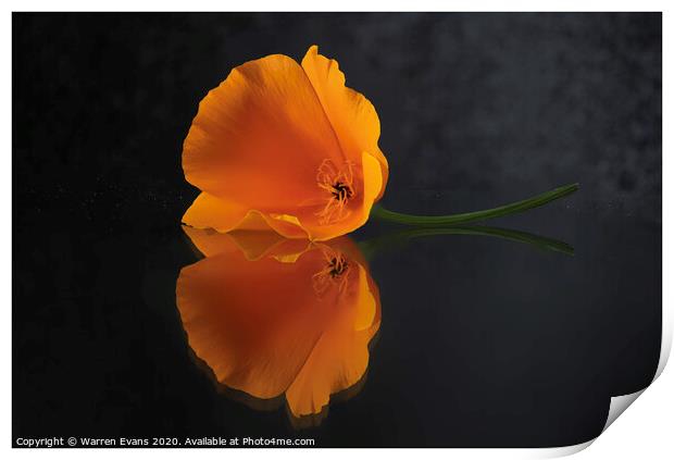 Reflection of flora Print by Warren Evans
