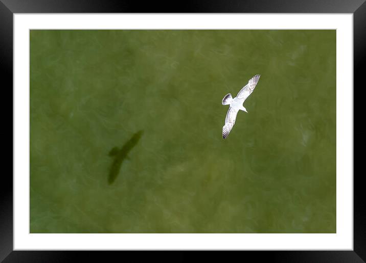 Down view of a flying seagull above the sea water Framed Mounted Print by Ankor Light