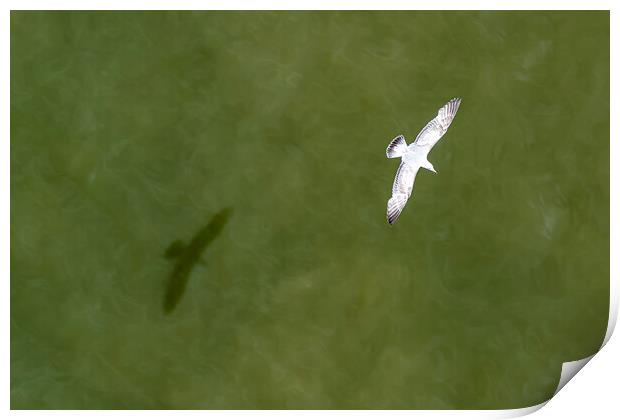 Down view of a flying seagull above the sea water Print by Ankor Light