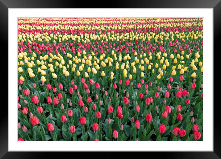 Outdoor field Framed Mounted Print by Ankor Light