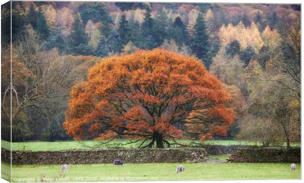 Oak Tree in Autumn Canvas Print by Peter Lovatt  LRPS