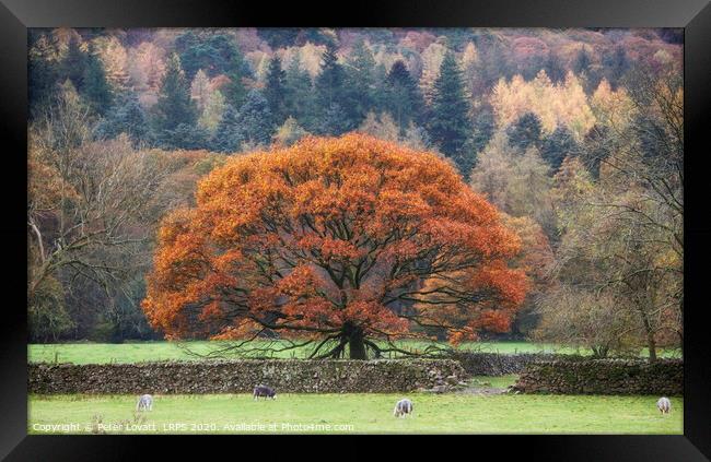 Oak Tree in Autumn Framed Print by Peter Lovatt  LRPS