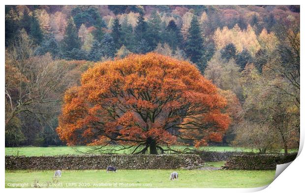 Oak Tree in Autumn Print by Peter Lovatt  LRPS