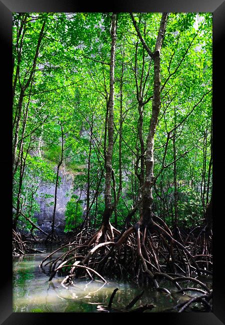 Mangrove rain forest Framed Print by Ankor Light
