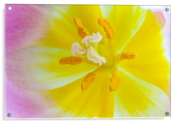Tulip heard macro Acrylic by Ankor Light