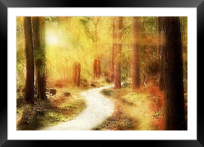Forest Woodland Walk Framed Mounted Print by Louise Godwin