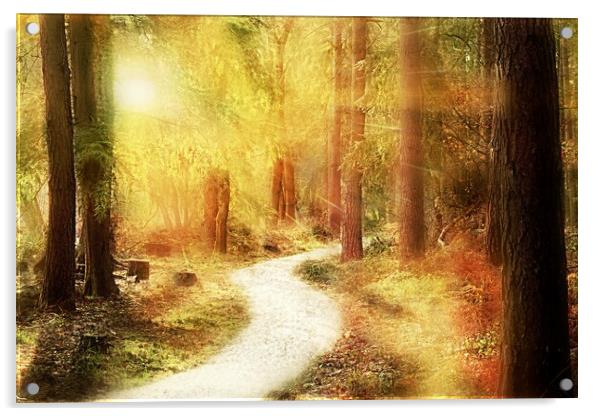 Forest Woodland Walk Acrylic by Louise Godwin