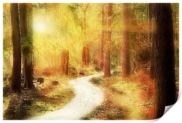 Forest Woodland Walk Print by Louise Godwin