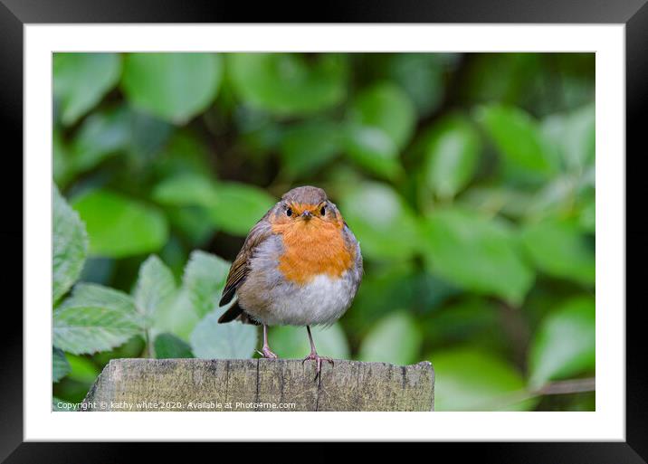Robin red breast Framed Mounted Print by kathy white