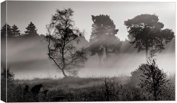 Mist Of Wisley Health Canvas Print by Clive Eariss
