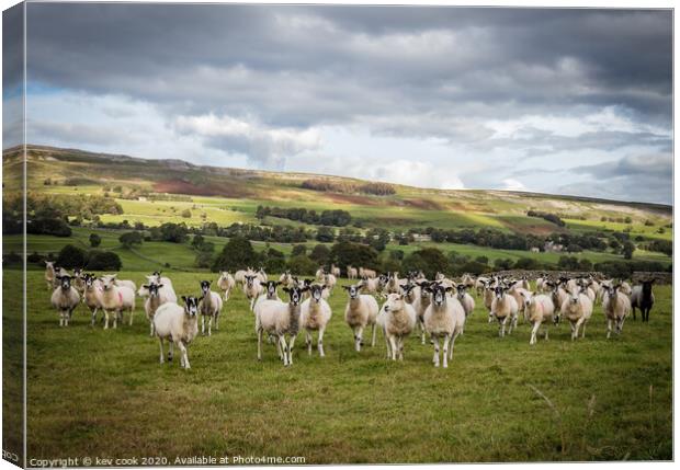 Ladies of the Dales Canvas Print by kevin cook