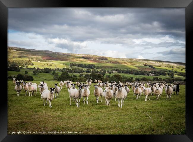 Ladies of the Dales Framed Print by kevin cook