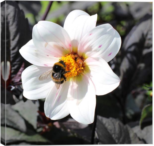 Flower and Bee Canvas Print by Helen Davies