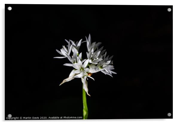 Wild Garlic Acrylic by Martin Davis