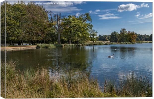 Pen Ponds with lone swan Canvas Print by Kevin White