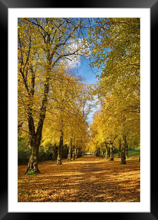 Avenue of Gold  Framed Mounted Print by Darren Galpin