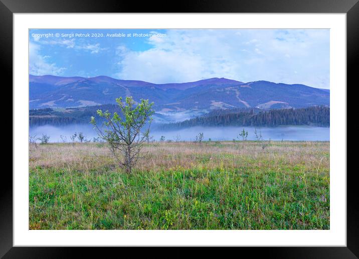 A green meadow and a growing young tree on a hill in the background of Carpathian mountains in the early morning Framed Mounted Print by Sergii Petruk