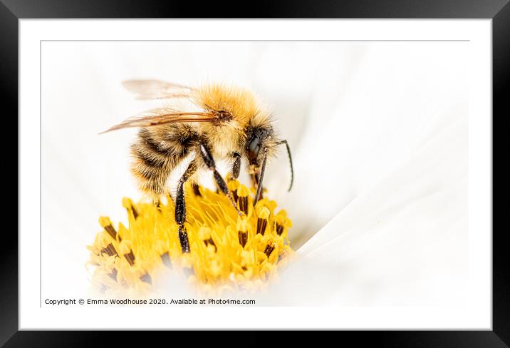 Busy Little Bee Framed Mounted Print by Emma Woodhouse